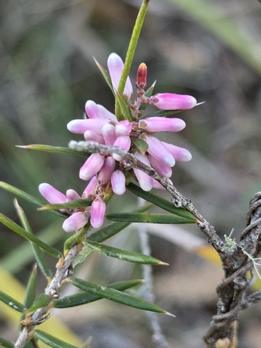 peach heath