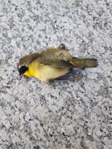 Common Yellowthroat