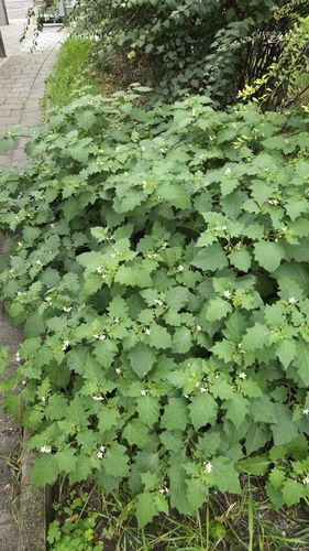 black nightshade