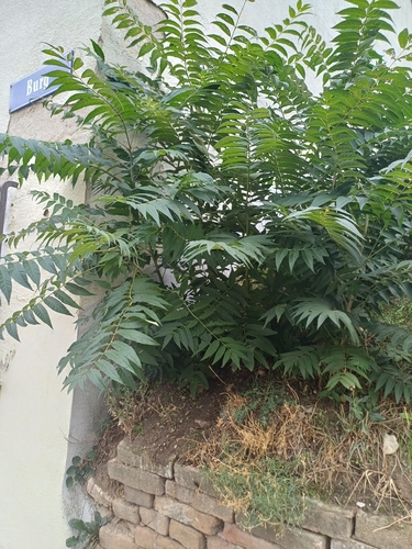 tree-of-heaven