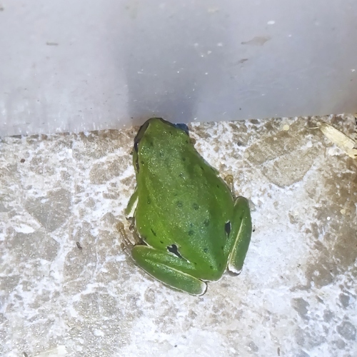 Eastern Tree Frog