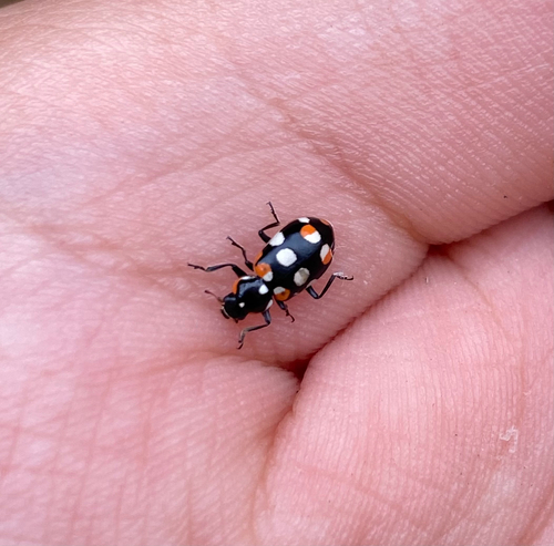 Eriopis connexa
