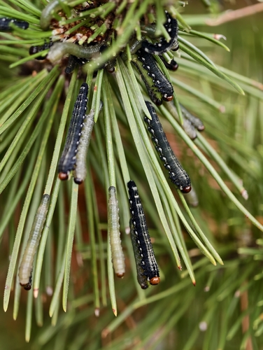 Gilpinia socia