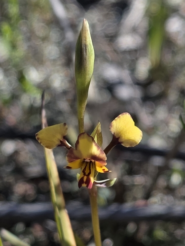 Leopard Orchid