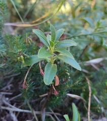 Rhododendron hirsutum
