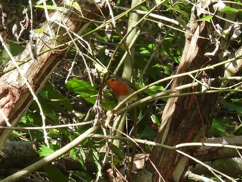 European Robin