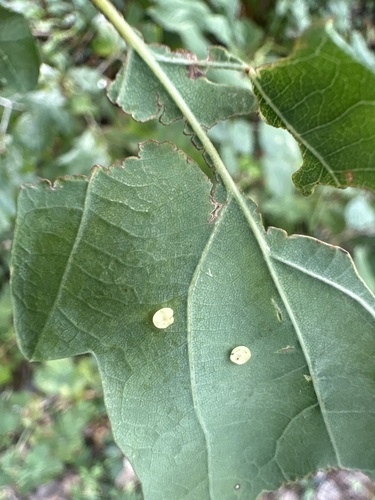 Smooth Spangle Gall Wasp