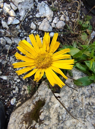 Buphthalmum salicifolium, photograph 5