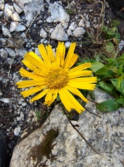 (c) Elias Freyhof, some rights reserved (CC BY) Buphthalmum salicifolium, photograph (c) Elias Freyhof, some rights reserved (CC BY)