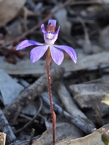 blue finger-orchid