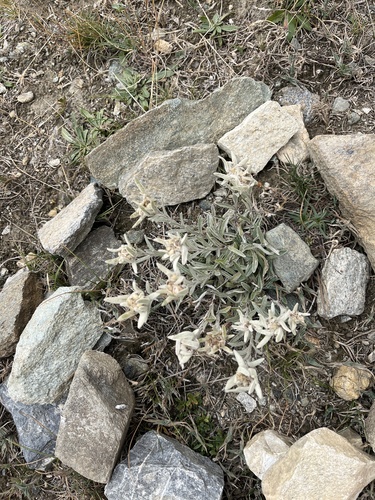 Alpine Edelweiss