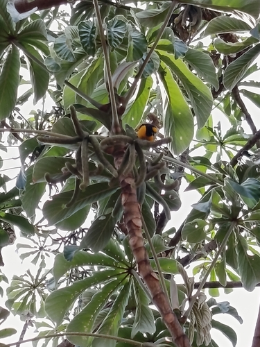 Purple-throated Euphonia