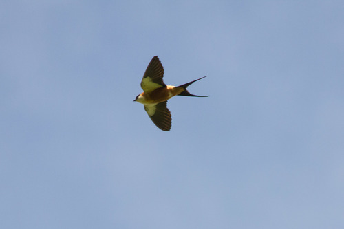 Mosque Swallow
