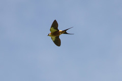 Mosque Swallow photo 5