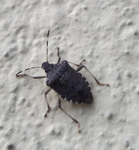 Brown Marmorated Stink Bug