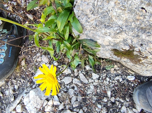 Buphthalmum salicifolium, photograph 6
