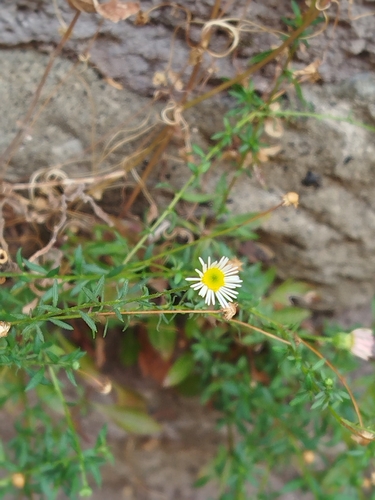 Mexican Fleabane