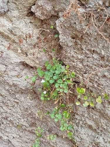 Ivy-leaved toadflax