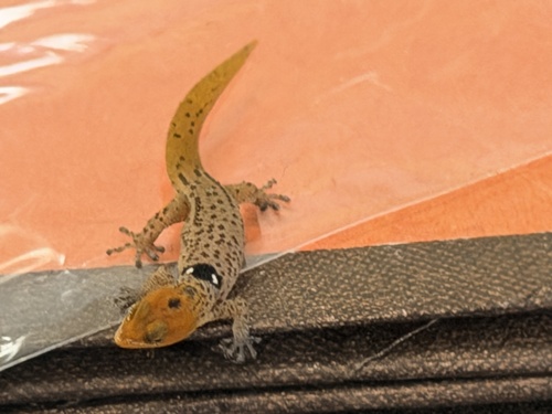 Big-scaled least gecko