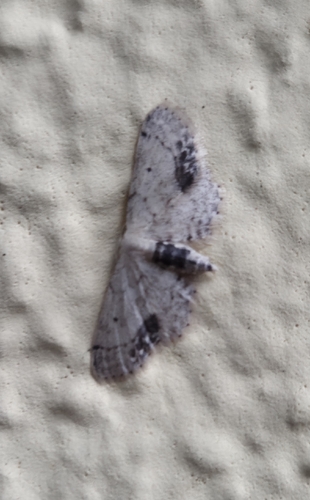Single-dotted Wave
