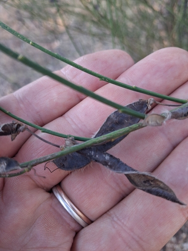 Scotch Broom