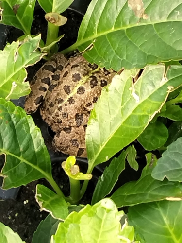 Iberian Green Frog