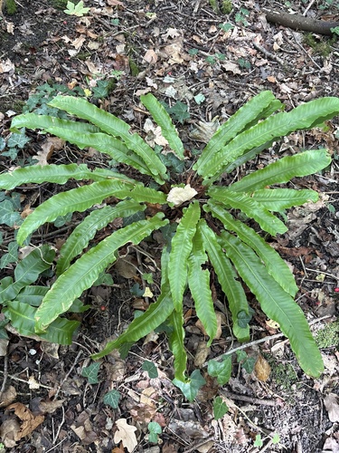 European Hart's-tongue Fern