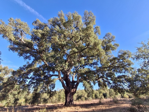 cork oak