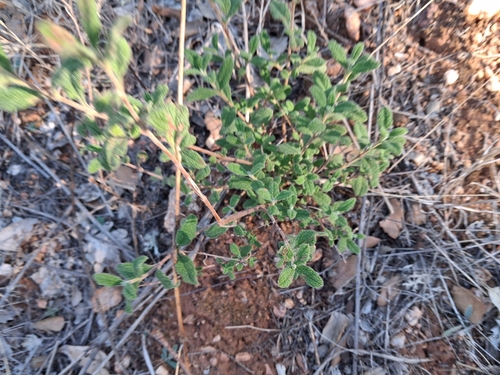 Sage-leaved Rock-rose