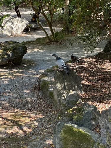 Feral Pigeon