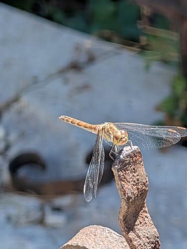Common Darter