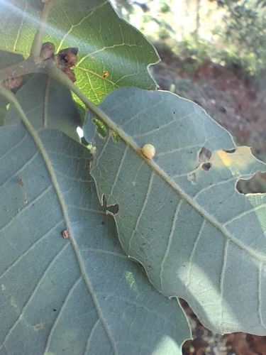 Oyster Gall Wasp