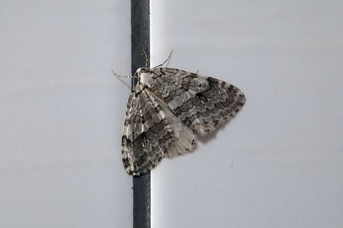 Autumnal Moth