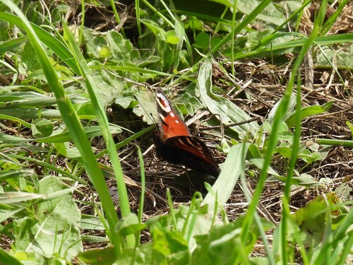 European Peacock Butterfly