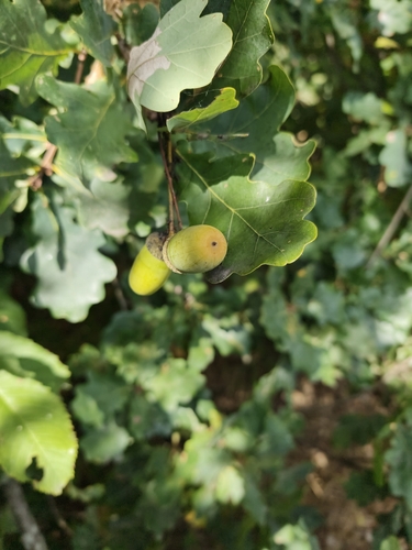 English oak