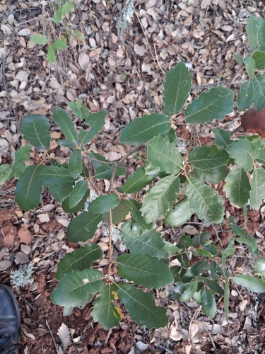 Portuguese oak