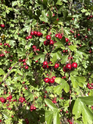 common hawthorn