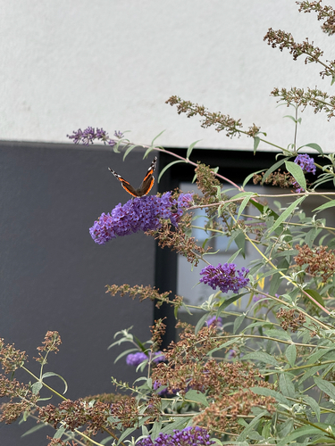 Red Admiral