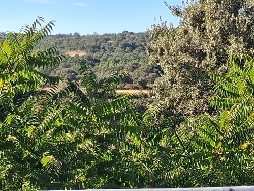 tree-of-heaven