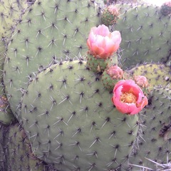Opuntia pilifera