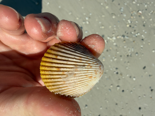Dallocardia muricata observed 2026-09-16