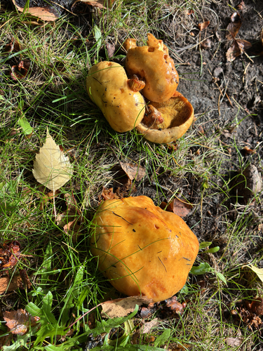 Larch Bolete