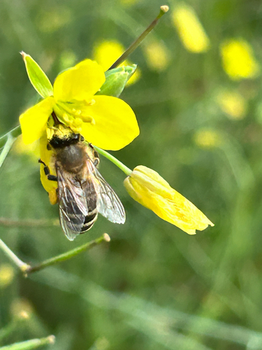 Western Honey Bee