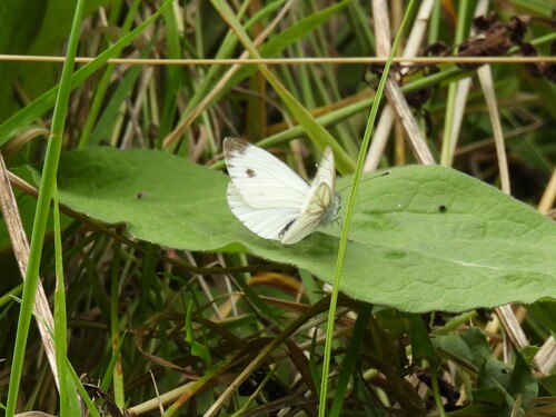 Green-veined White