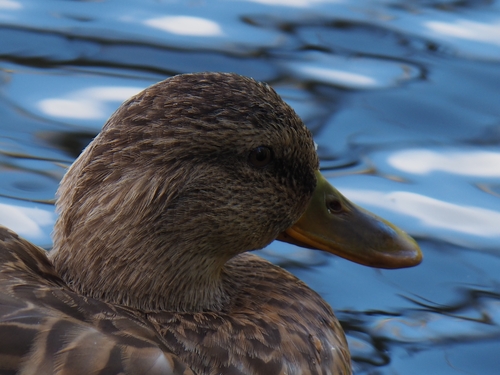 Mallard