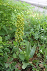 Orchis punctulata