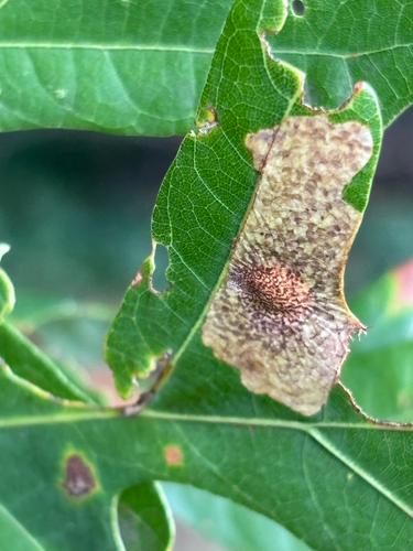 Oak Blotch Miner Moth