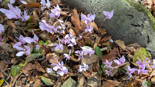 Ivy-leaved cyclamen