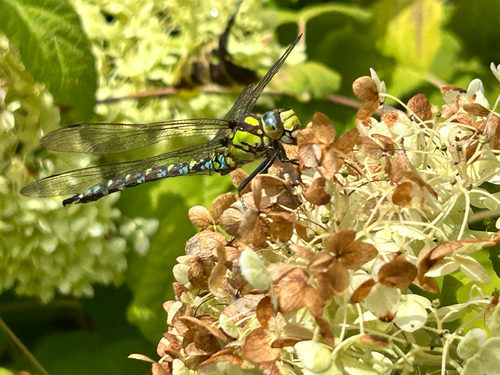 Southern Hawker