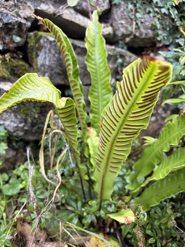 Hart's-tongue fern